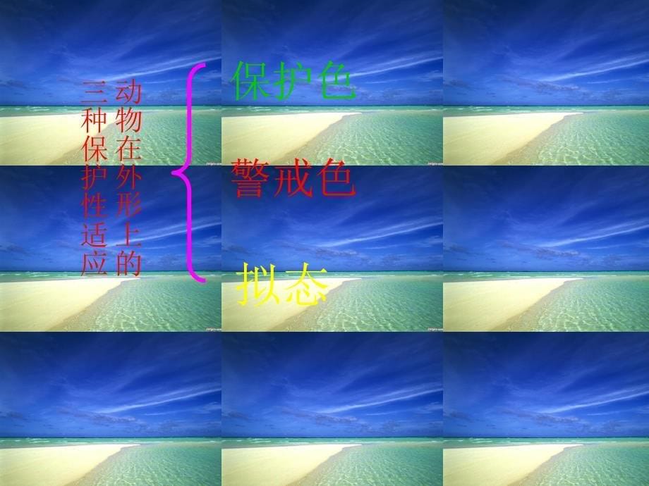 生物：1.4《生物对环境的适应》课件(苏科版七年级下)_第5页