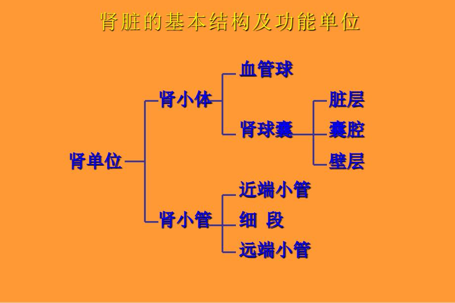 泌尿系统疾病总论ppt培训课件_第2页