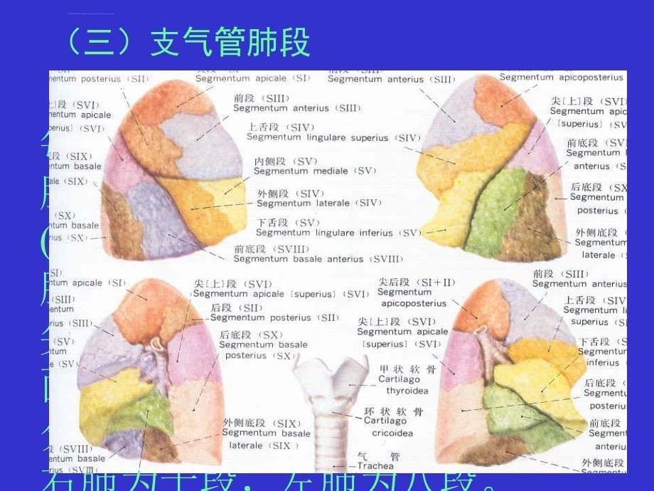 肺及纵隔课件_第5页