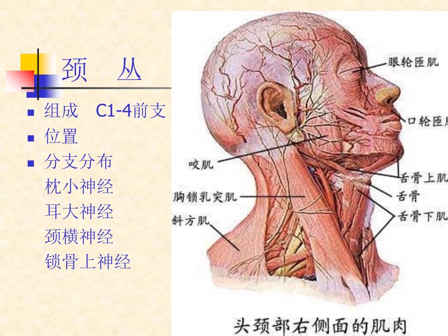 局部解剖学脊神经ppt培训课件_第4页