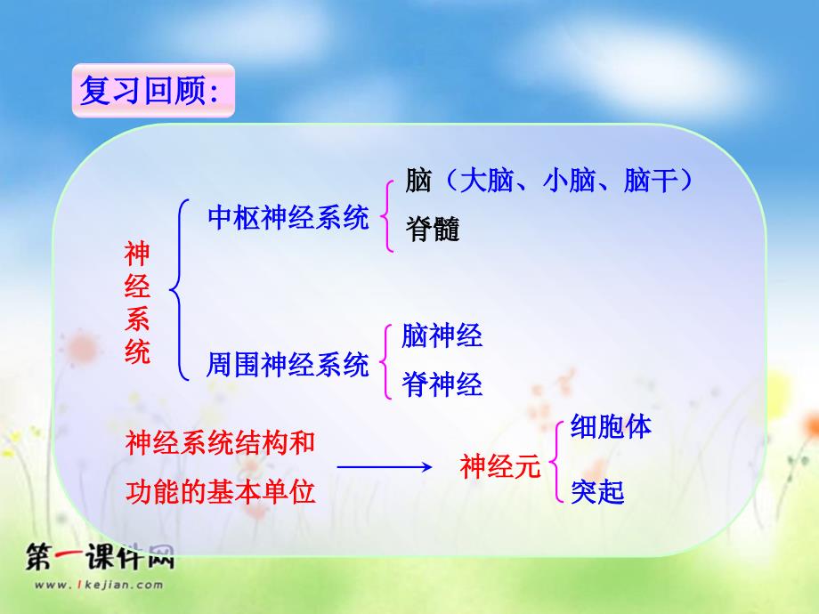 北京版生物七下第九章《生命活动的调节》ppt课件_第3页