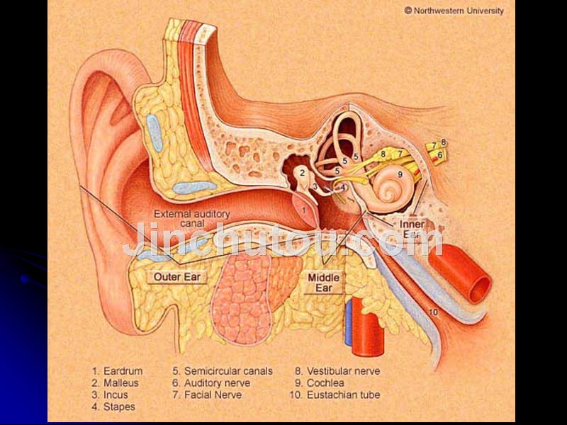 耳解剖及生理听功能前庭功能检查ppt培训课件_第3页