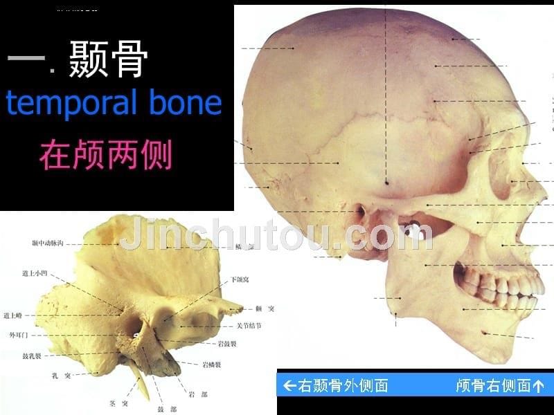 耳解剖及生理听功能前庭功能检查ppt培训课件_第5页