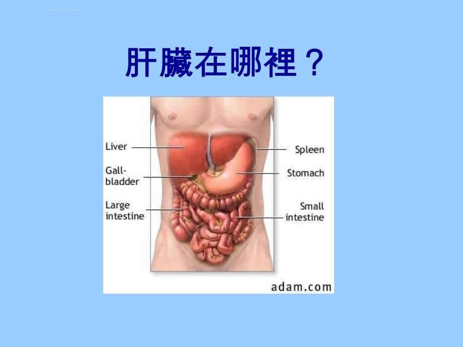 肝脏保健课件_第5页