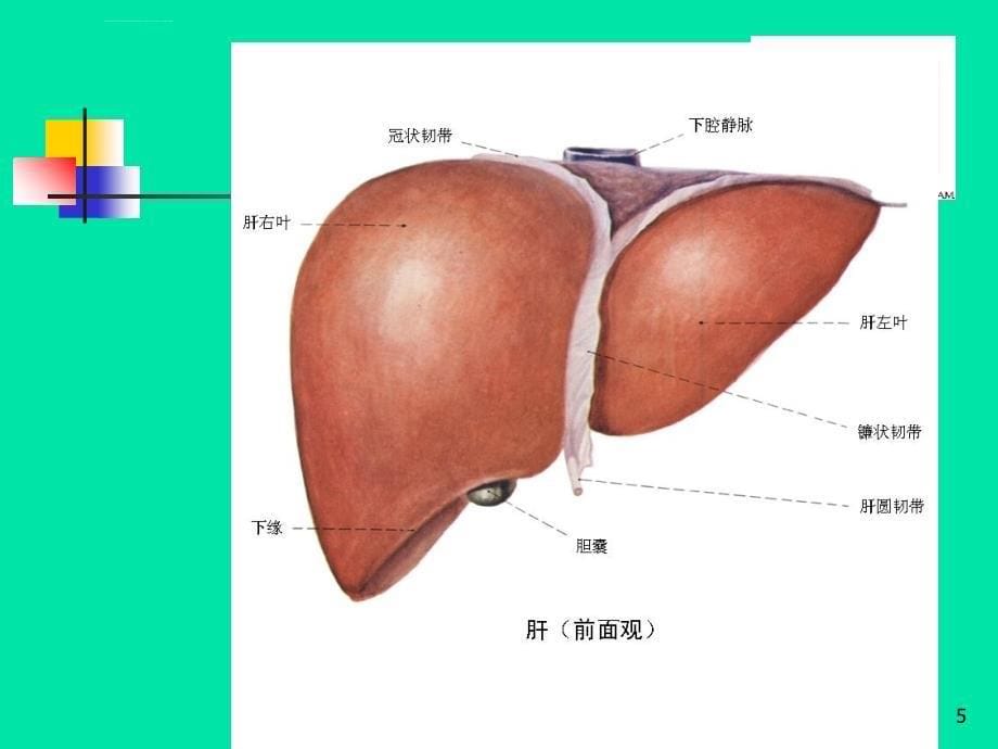 肝硬化病人的护理副本副本ppt培训课件_第5页