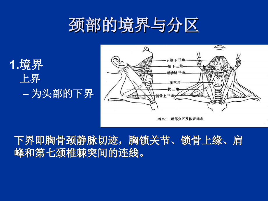 局解实验颈部ppt培训课件_第2页