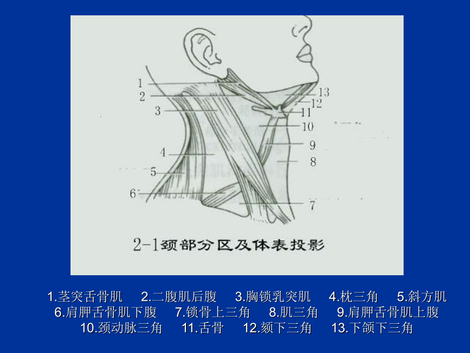 局解实验颈部ppt培训课件_第4页