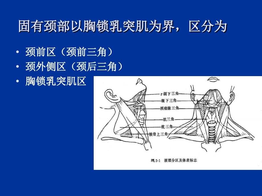 局解实验颈部ppt培训课件_第5页