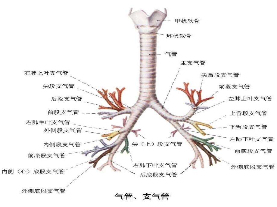 肺部分段课件_第2页