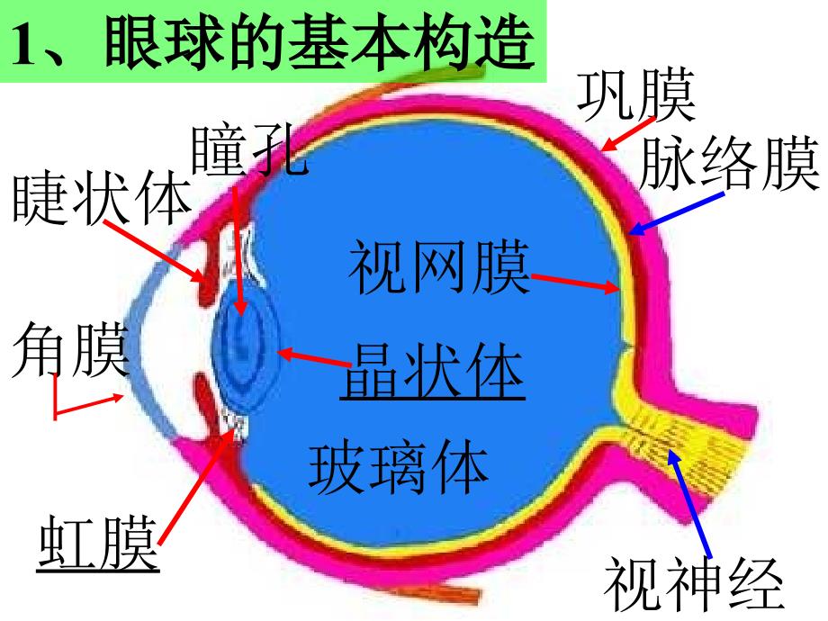 八年级物理眼睛和眼镜3(1)_第2页