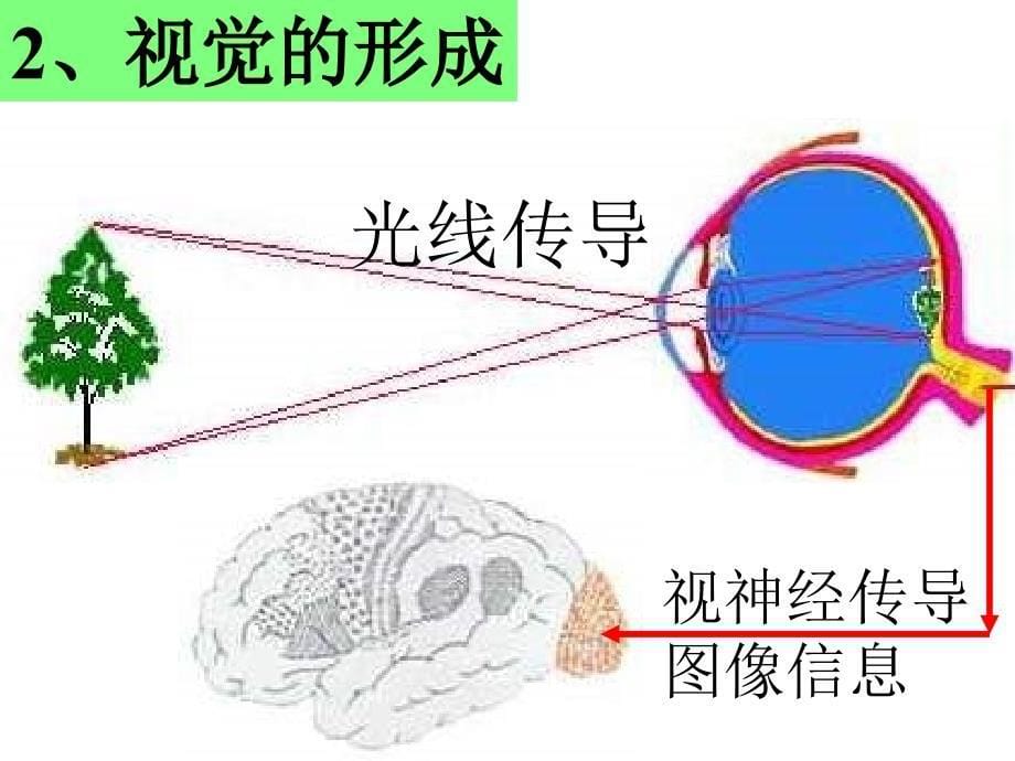 八年级物理眼睛和眼镜3(1)_第5页