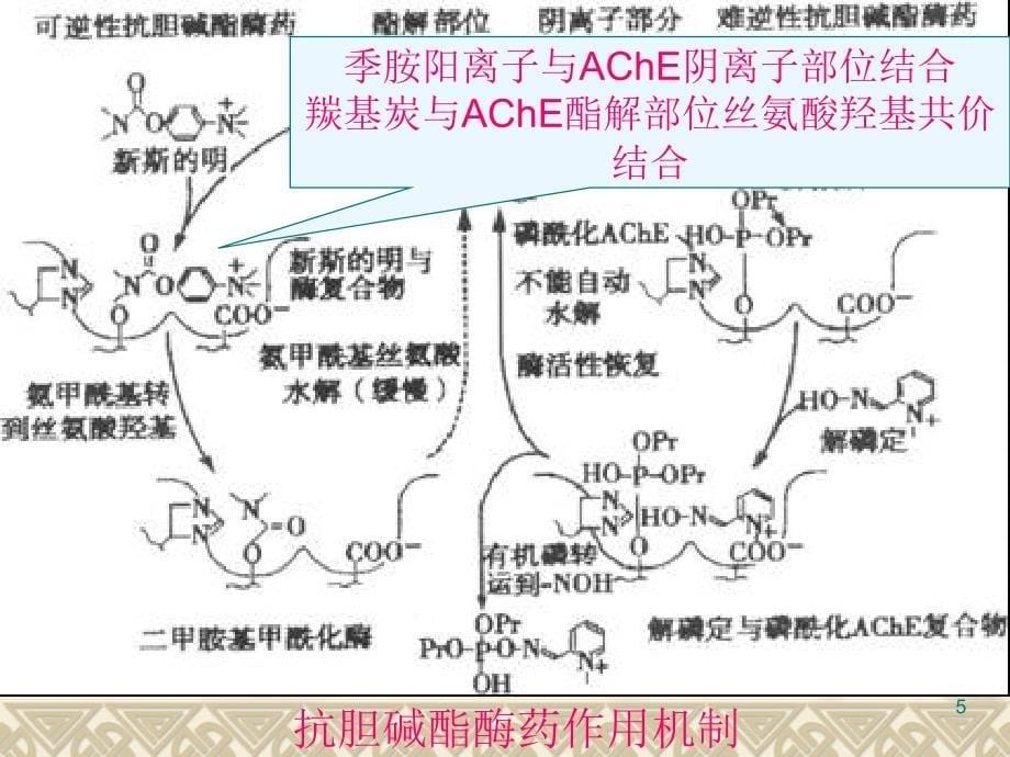 抗胆碱酯酶药和胆碱酶复活药（zht）ppt培训课件_第5页