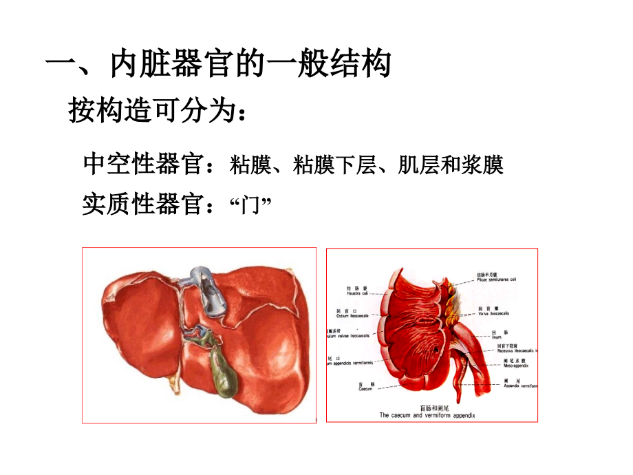 解剖课件内脏学北京大学医学部解剖学系_第3页