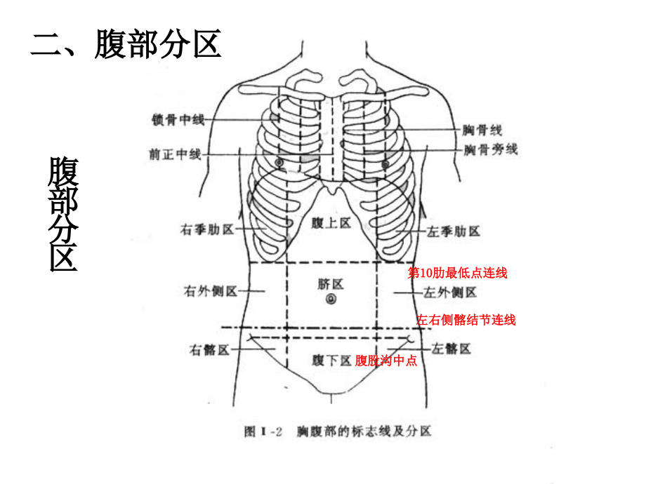 解剖课件内脏学北京大学医学部解剖学系_第4页
