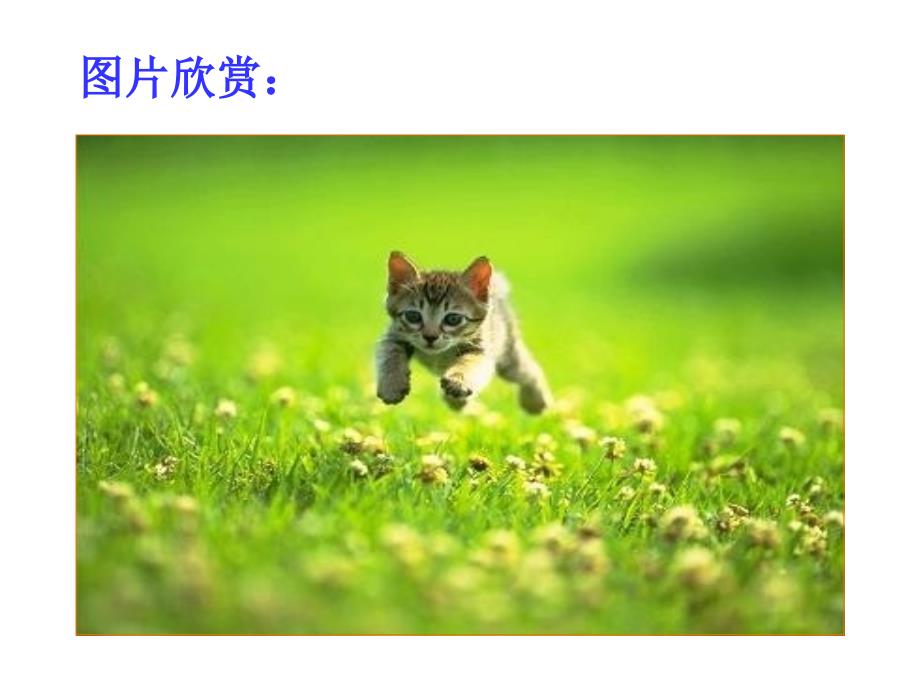 最新中考语文福建省福鼎二中九年级语文猫课件_第3页