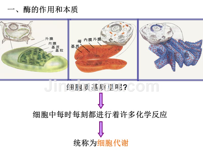 复习5 细胞的能量供应和利用_第2页