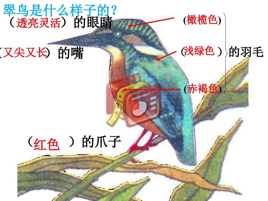 翠鸟课件小学语文人教版三年级下册_1 2_第4页