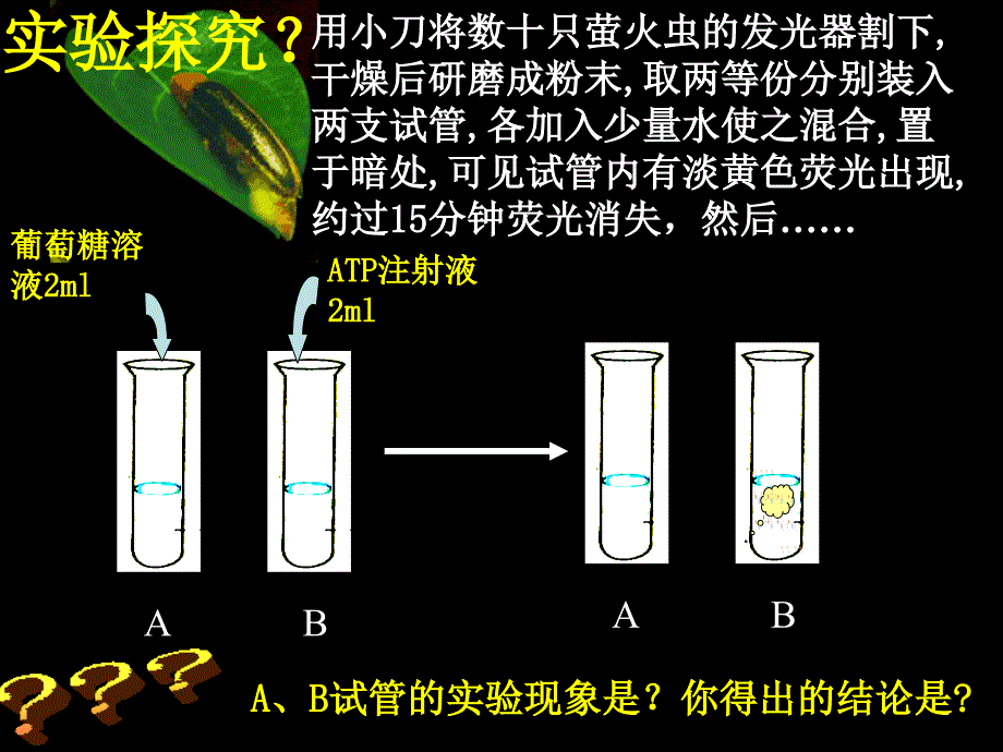 ATP-细胞的能量通货 PPT_第4页