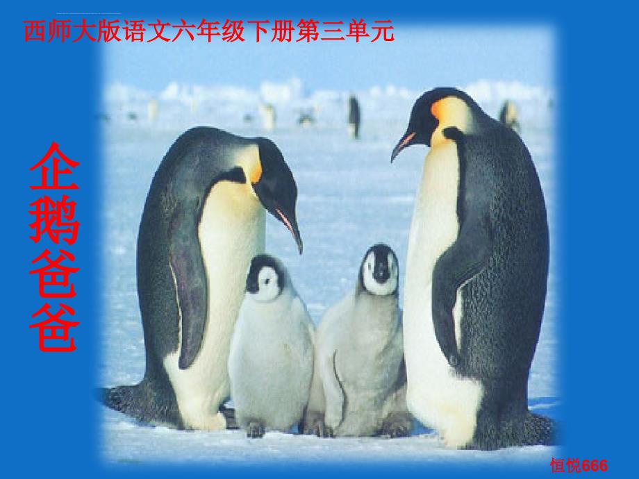 西师大版小学六年级语文下册企鹅爸爸课件_1_第1页