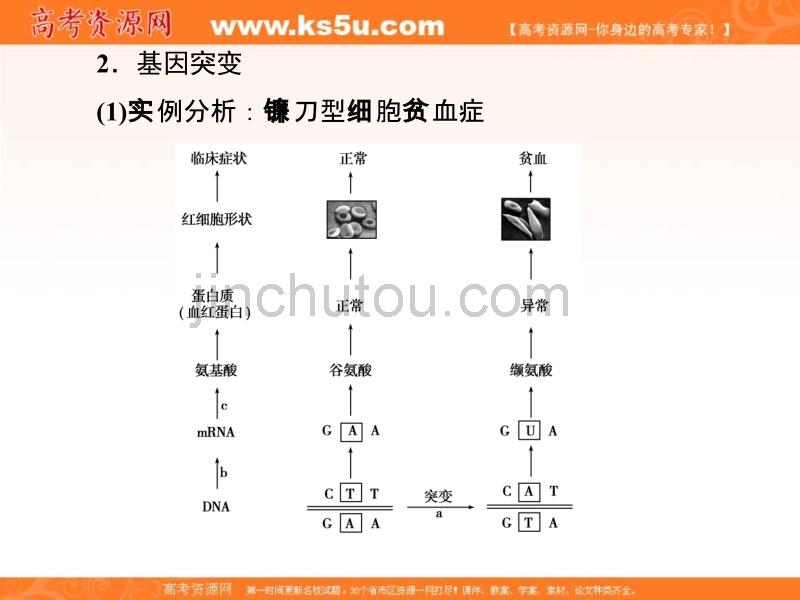 2018届高三生物总复习课件：第七单元 生物的变异、育种和进化7-22 _第5页