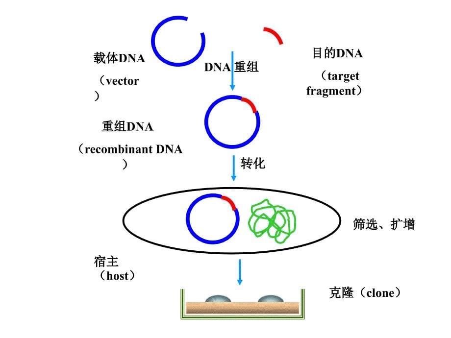 分析生物学讲义7基因克隆技术_第5页