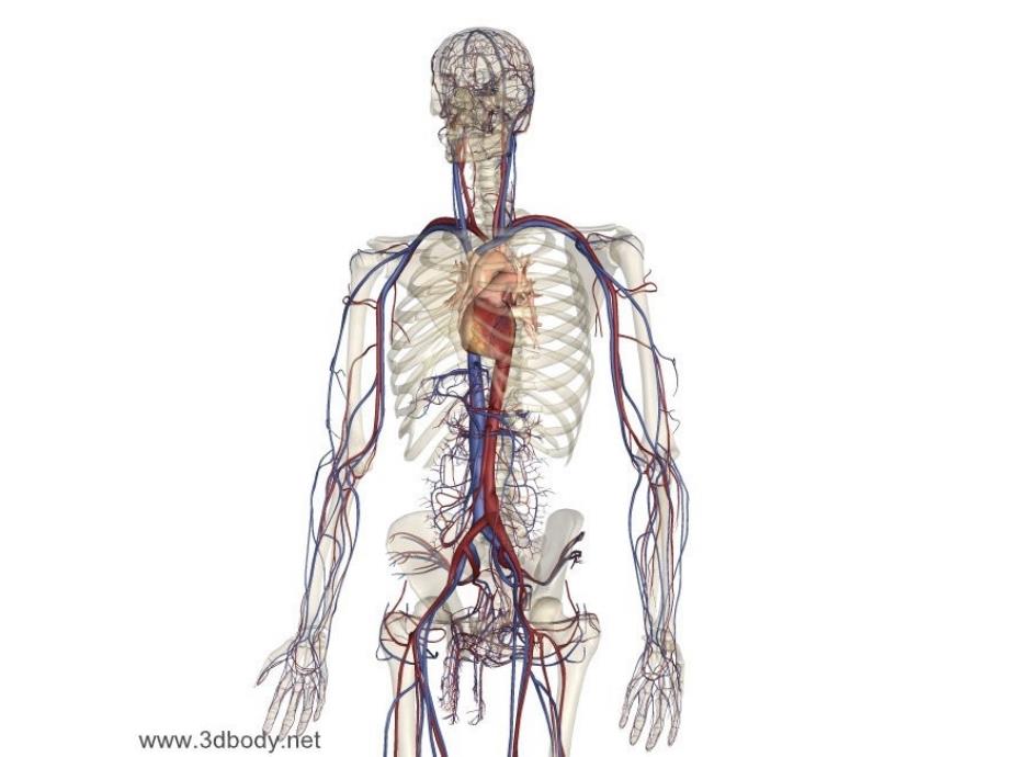 人体血管3d图图片集锦_第4页
