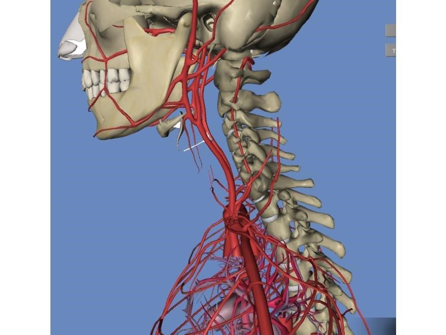 人体血管3d图图片集锦_第5页