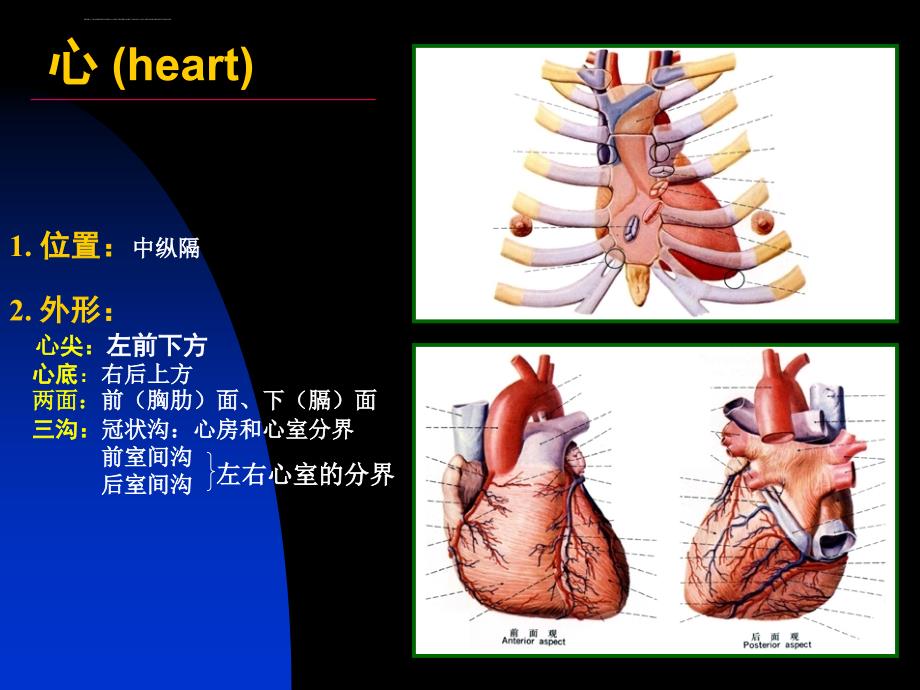 脉管系（药学系）ppt培训课件_第2页