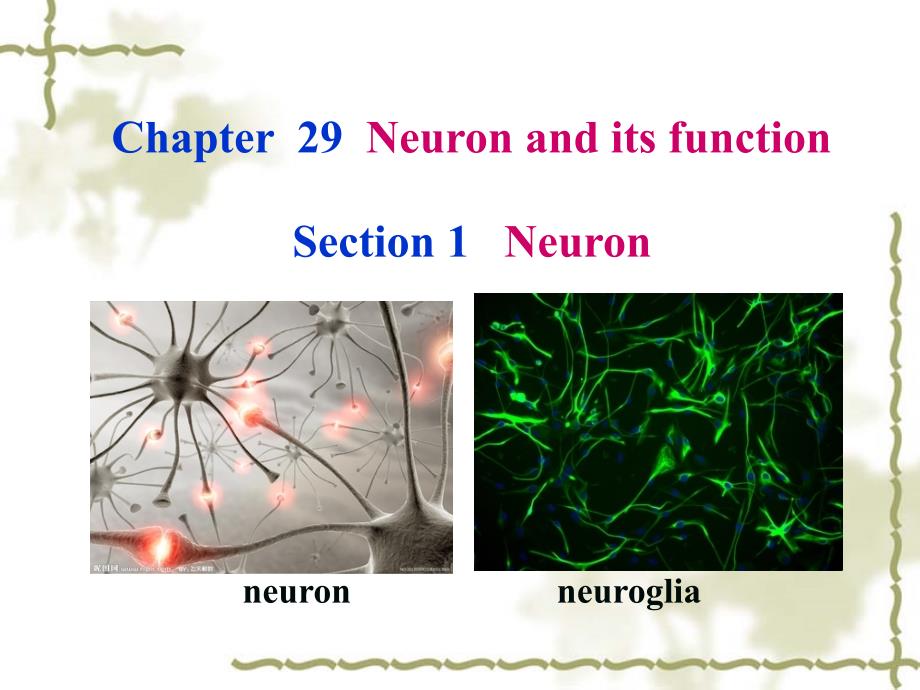 2013-七年制-神经系统1ppt培训课件_第2页