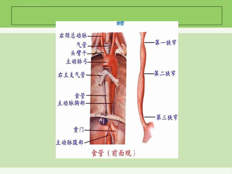 食道癌护理查房ppt课件_第4页