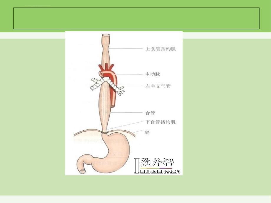 食道癌护理查房ppt课件_第5页