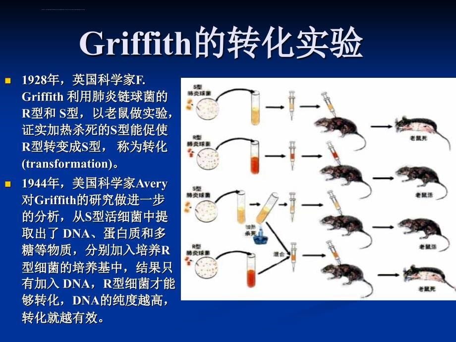 遗传变异（2011生工）ppt培训课件_第5页