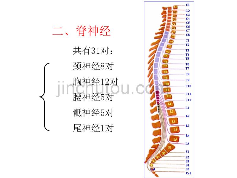 31对脊神经走形与支配 精品_第1页