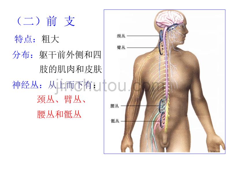 31对脊神经走形与支配 精品_第5页