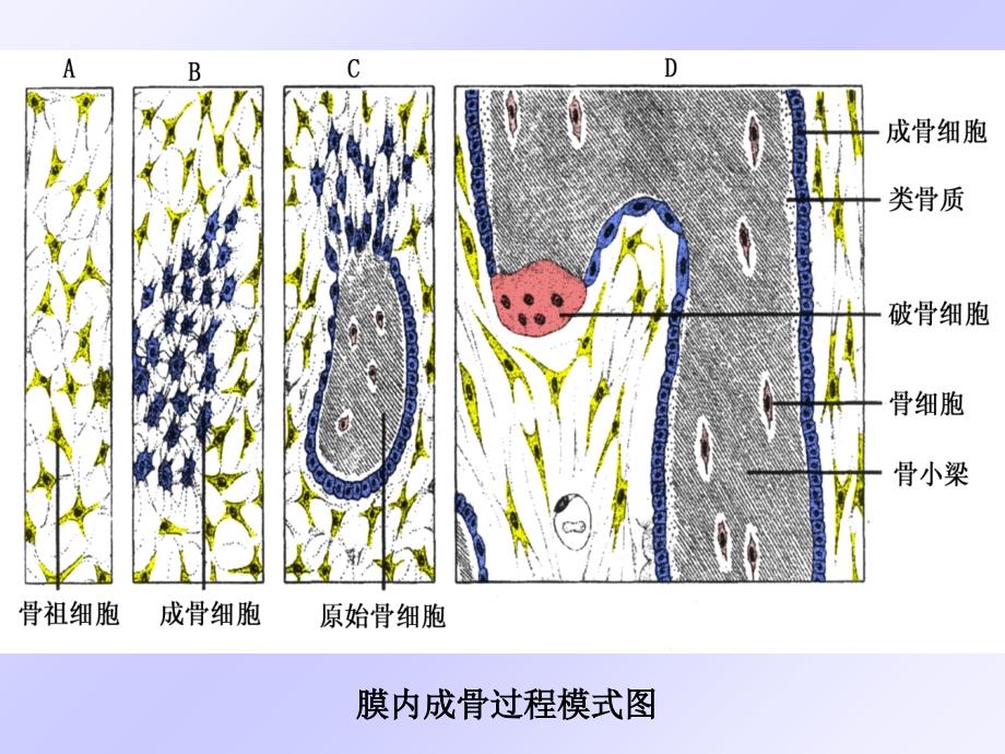 骨的发生ppt课件_第4页