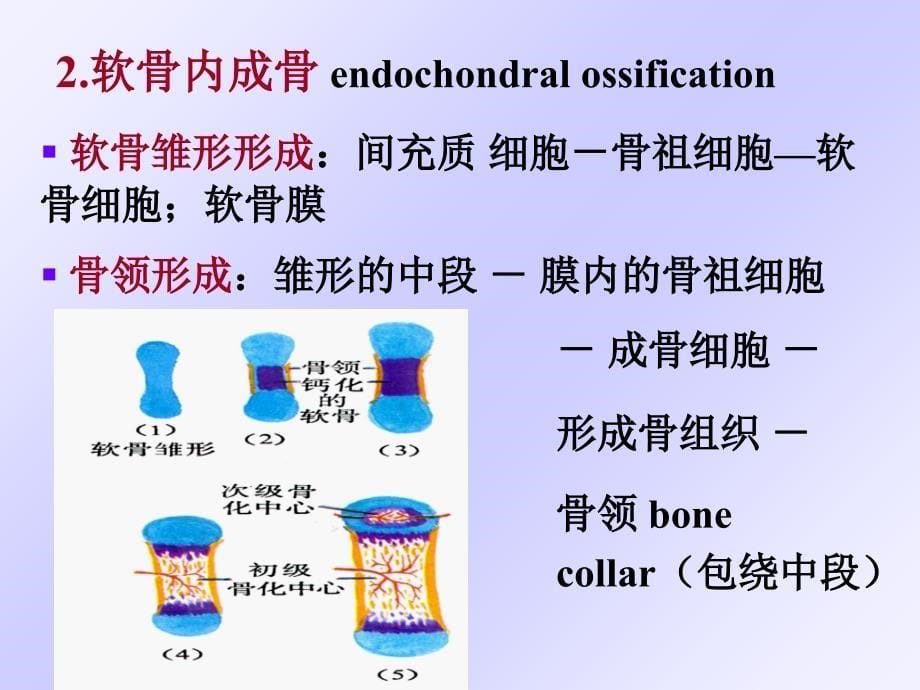 骨的发生ppt课件_第5页