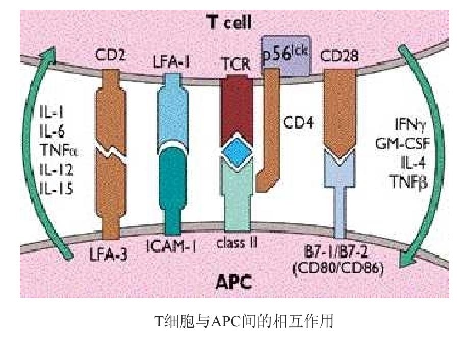 t细胞免疫 t淋巴细胞对抗原的识别及免疫应答_第4页