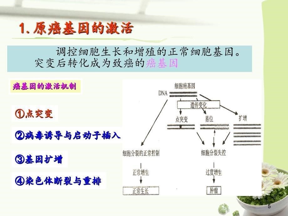 原发性肝癌发病的分子机制ppt培训课件_第5页