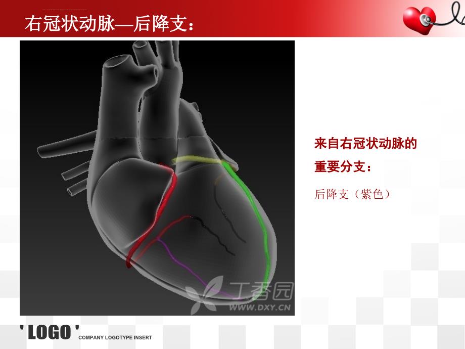 心脏的血管解剖ppt培训课件_第4页