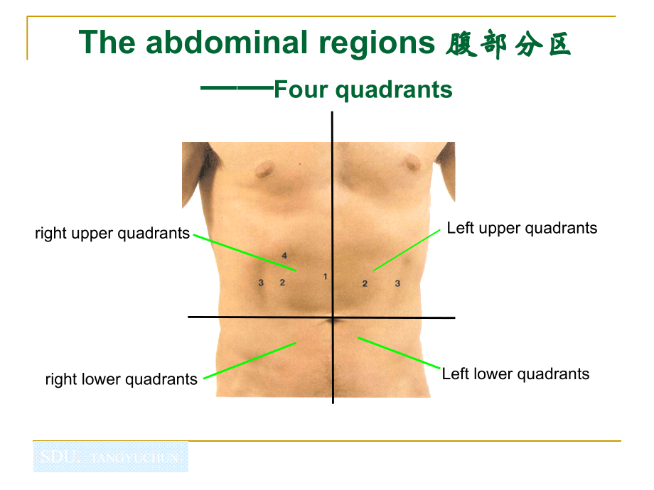 腹部解剖课件（英文版）幻灯片_第4页