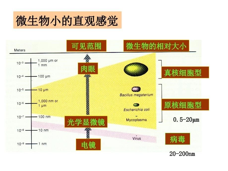 微生物概论ppt培训课件_第5页