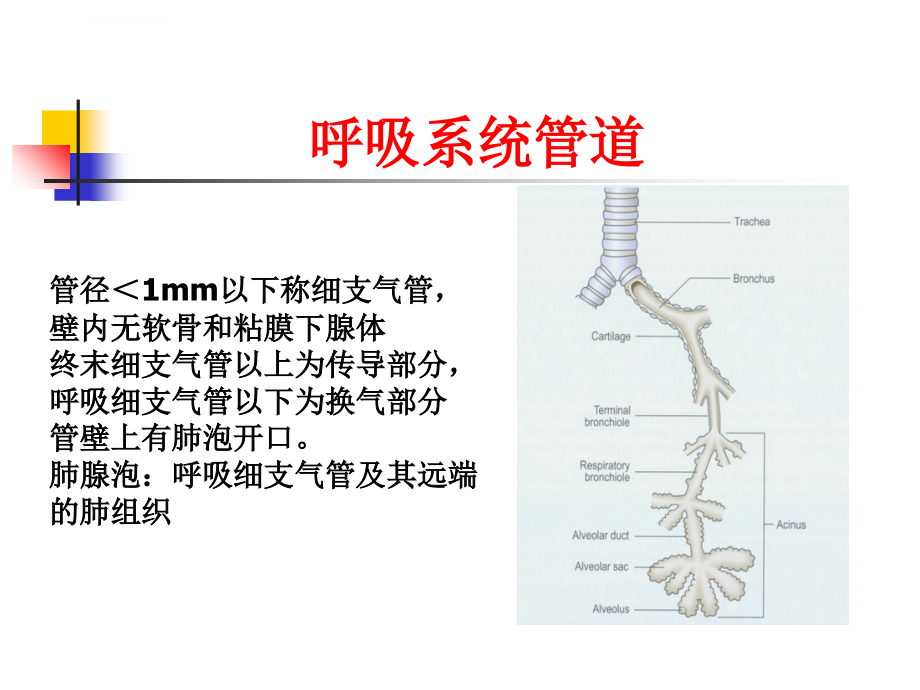 呼吸疾病ppt课件_第4页