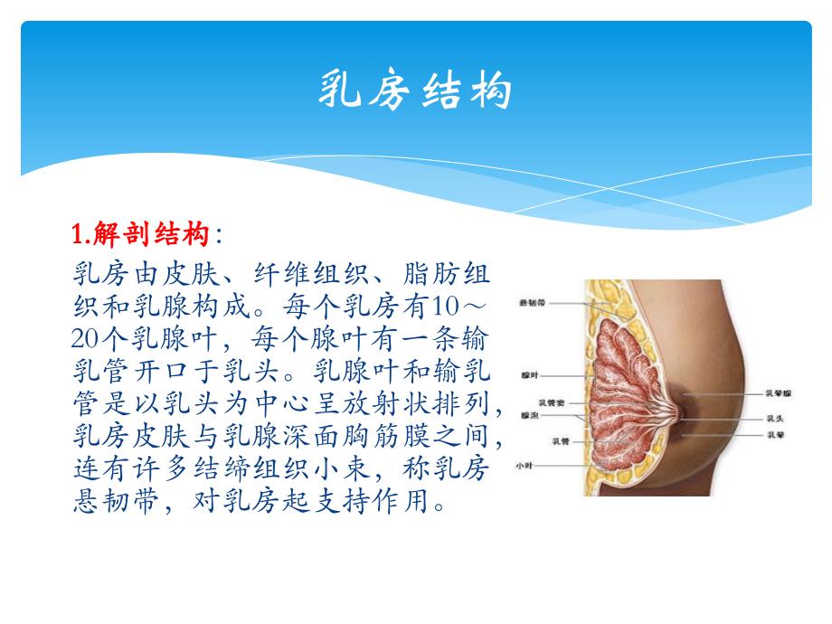 女性乳房保健讲座_第3页