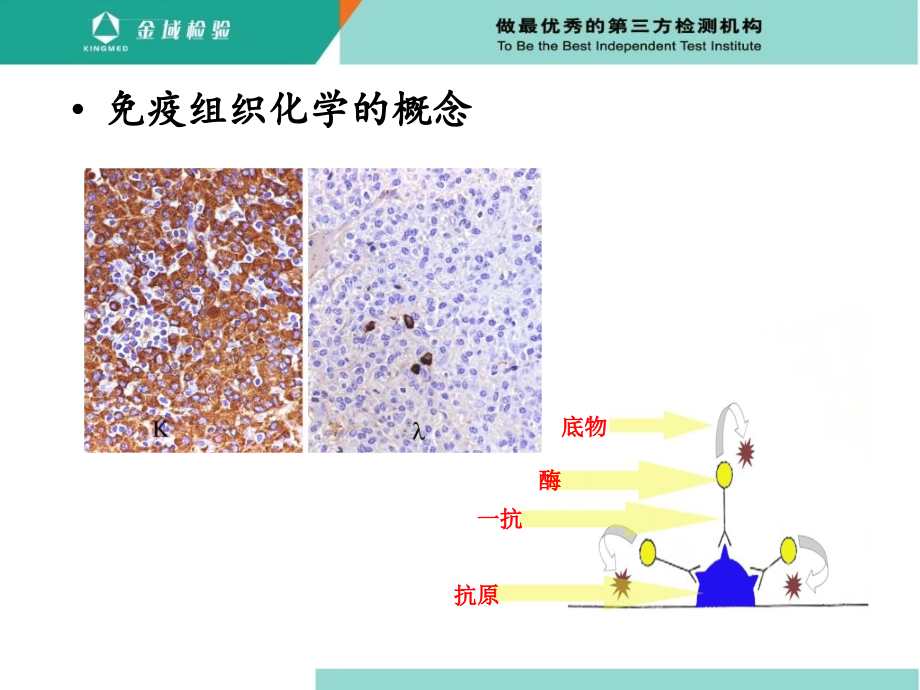 免疫组化的基本原理操作流程及注意事项ppt培训课件_第2页