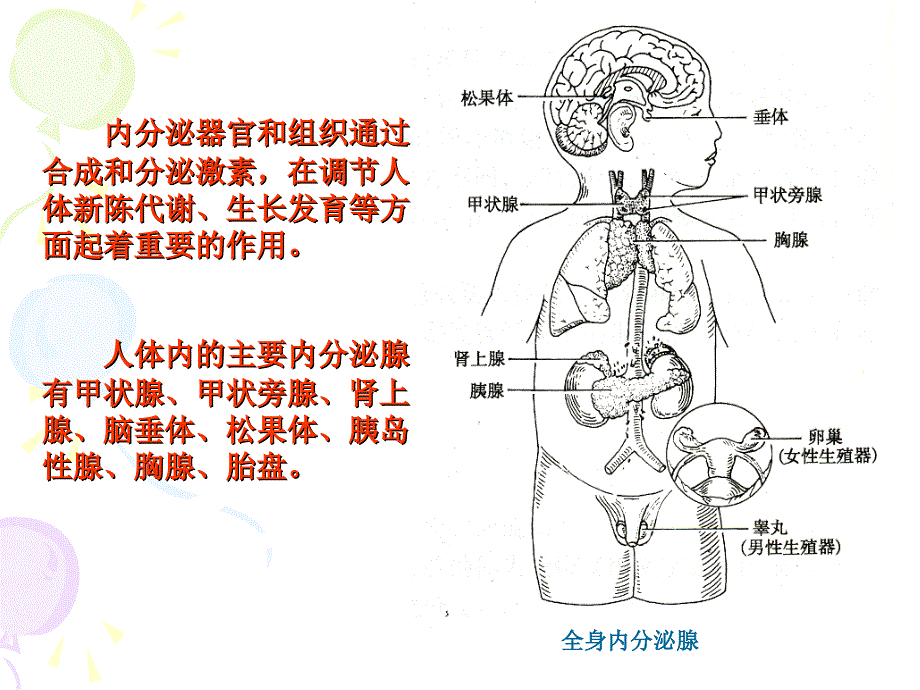 核医学课件第七章内分泌系统课件_第2页