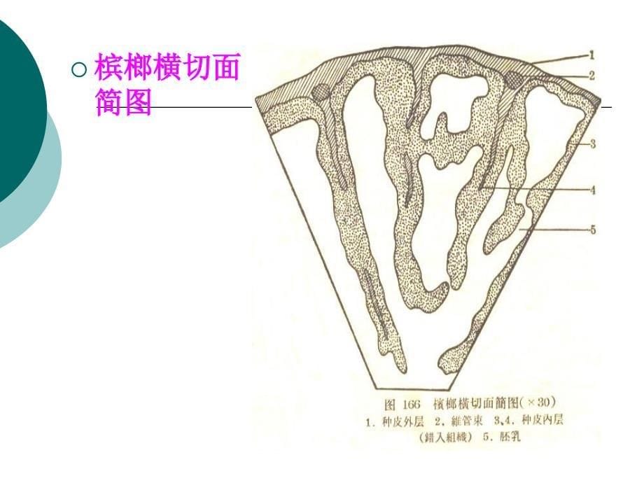 果实种子类4教学课件_第5页