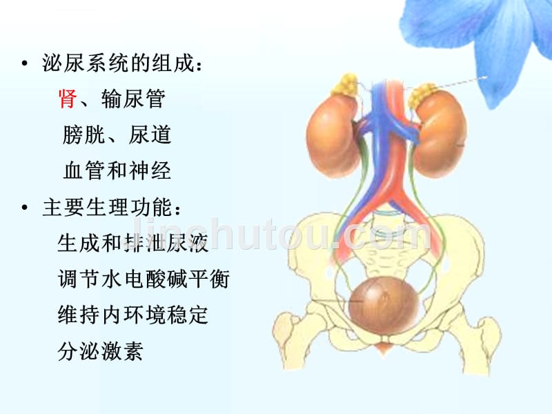 张晓明-泌尿系统疾病总论ppt培训课件_第2页