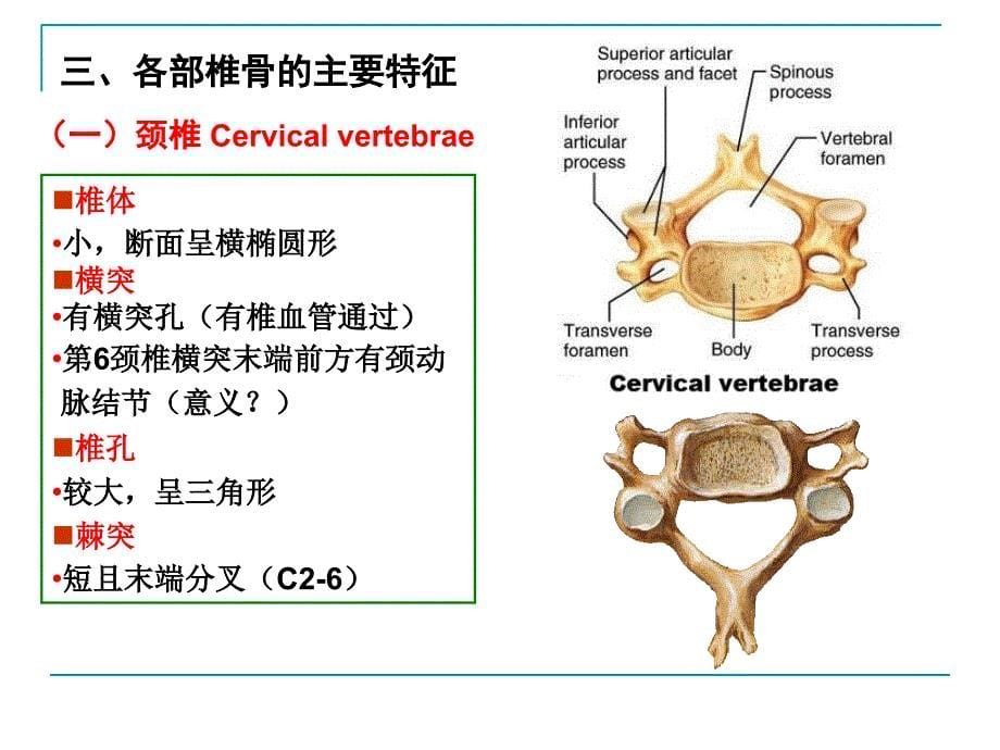 椎骨及连结ppt培训课件_第5页