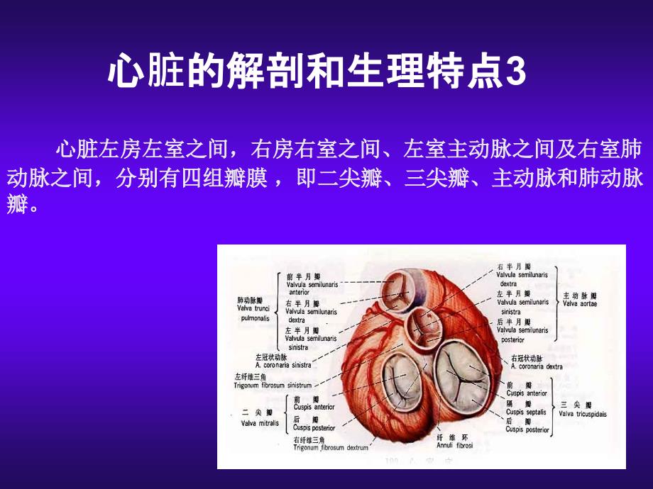 心脏超声解剖课件_第4页