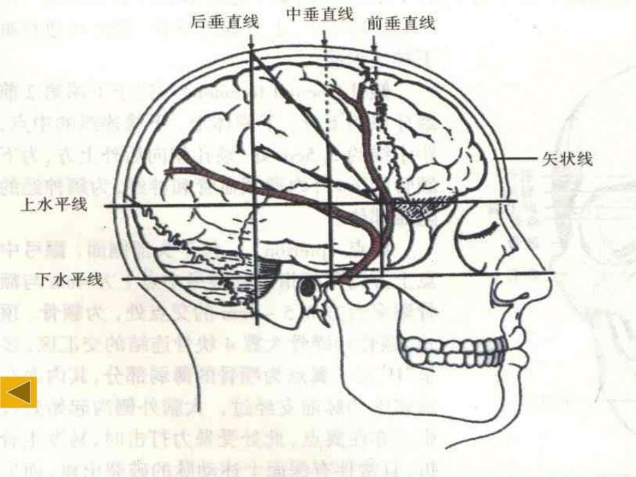 局部解剖学—头颈部(熊)ppt培训课件_第5页